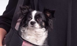 What You’ll Need To Fly With A Small Dog In-Cabin