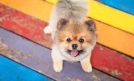 What Every Dog Owner Should Know