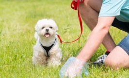 Natural Ways To Dispose Of Dog Poop