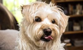 Does Your Dog Have An Attitude?