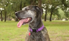 Can Dogs Overheat? Oh, Yes!
