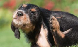 Does Your Dog Have Fleas?