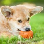 puppy teething relief puppy biting nation puppy teething relief puppy biting nation
