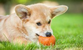 Teething Relief For Puppies
