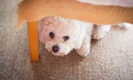 Your Dog Is Anxious, Now What?
