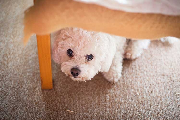 Your Dog Is Anxious, Now What? Dog Anxiety