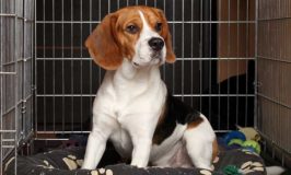 Caring For A Dog After His Neuter Surgery