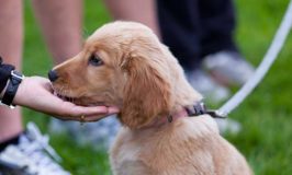 Next Time Someone Wants To Greet Your Dog, Ask Your Dog First