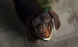 How To Teach A Dog To Ask You To Potty