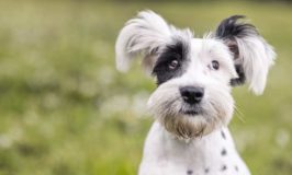 Dog Training Tips For Annoying Dog Behaviors