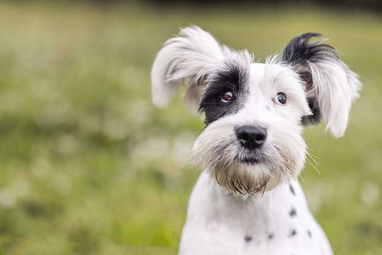 Dog Training Tips For Annoying Dog Behaviors Annoying Dog Behaviors