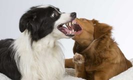 Dog On Dog Aggression In The Home