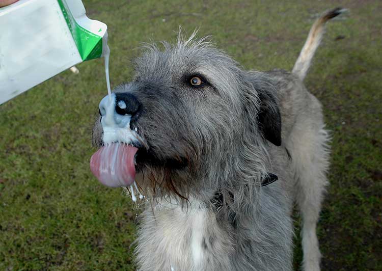 probiotics for puppies review of fermented probiotics for dogs included nation probiotics for puppies review of fermented probiotics for dogs included nation