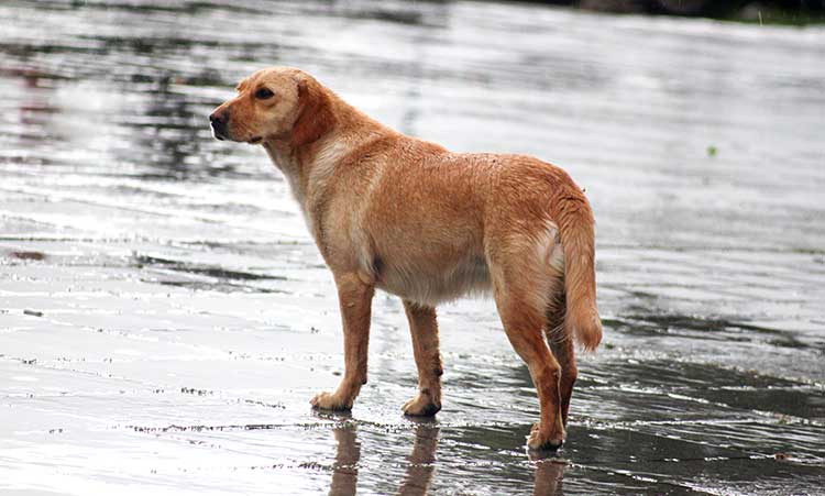 How To Help Dogs After A Hurricane Help Dogs After Hurricane