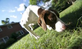 Should Dogs Be Left Outdoors Unattended?