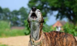 Help! My Neighbor Complains About My Barking Dog