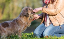 How To Save Your Back When Training Small Dogs