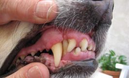 Discolored Dog Teeth: What Should You Do?