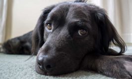 Is Your Dog’s Black Coat Turning Red?