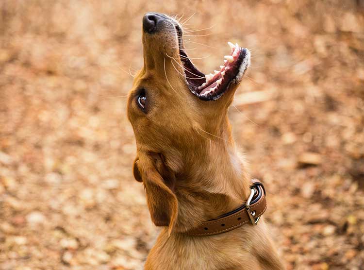 Help! My Puppy Just Growled At Me, What Should I Do? Puppy Growling