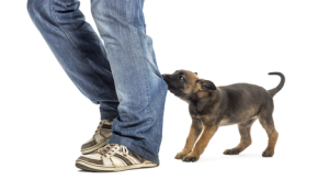 puppy biting pants