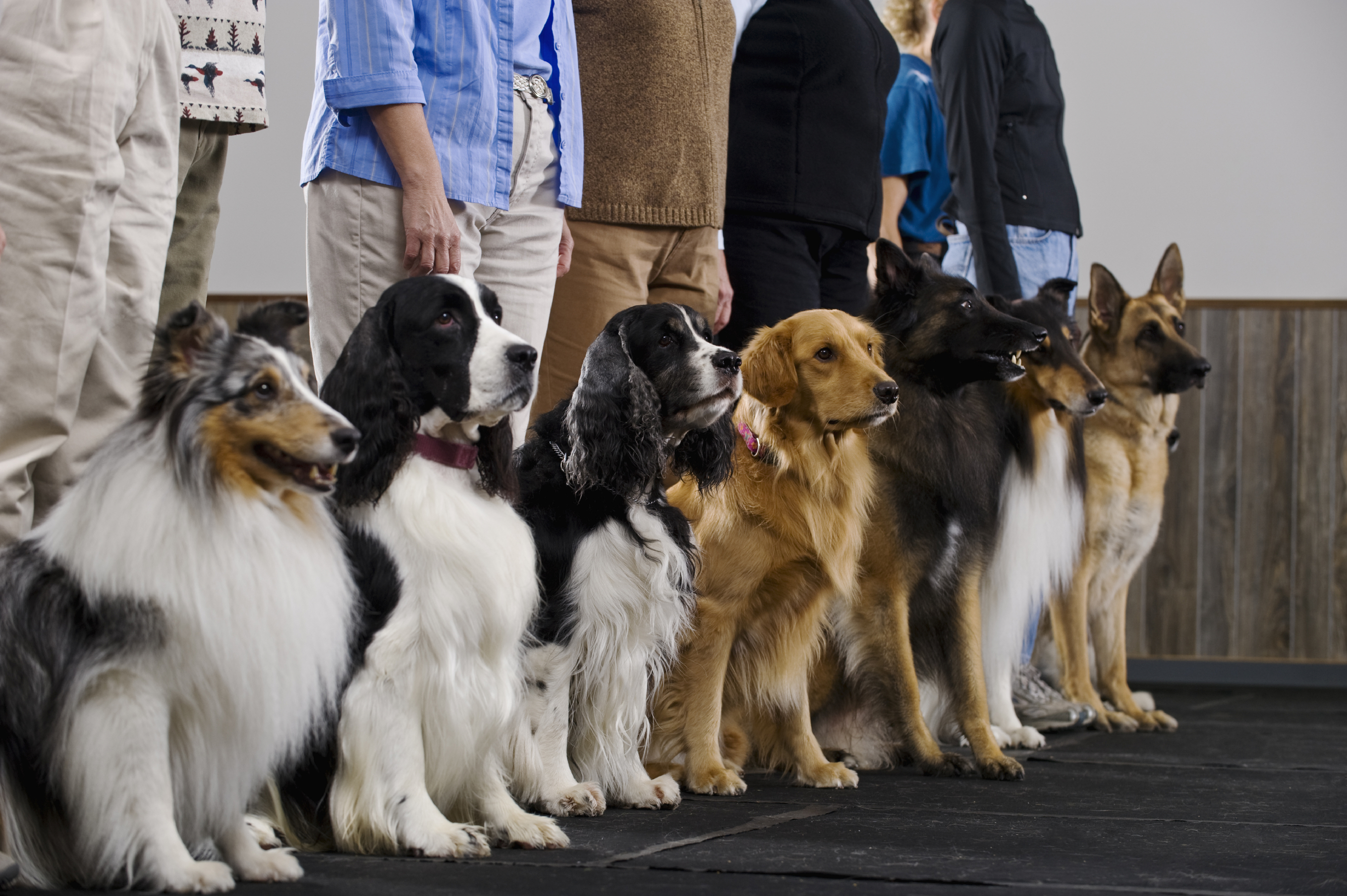 puppy obedience school