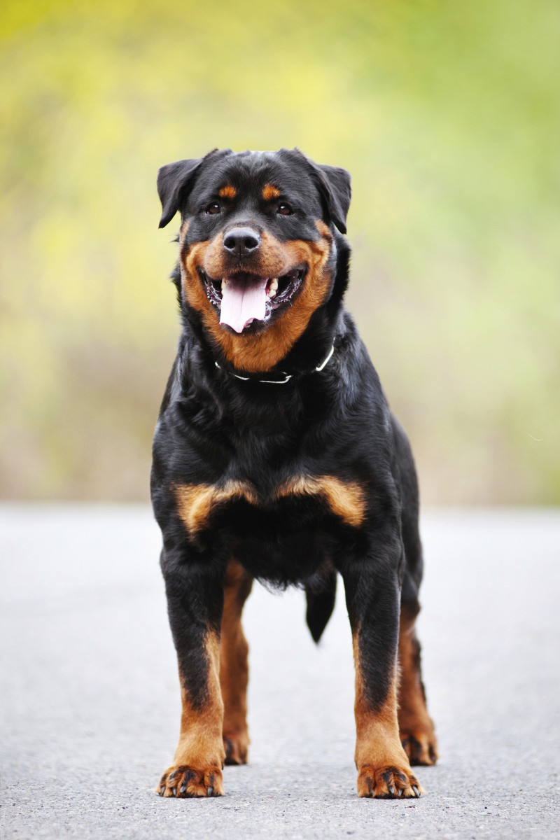 Rottweiler Training | Dog Training Nation
