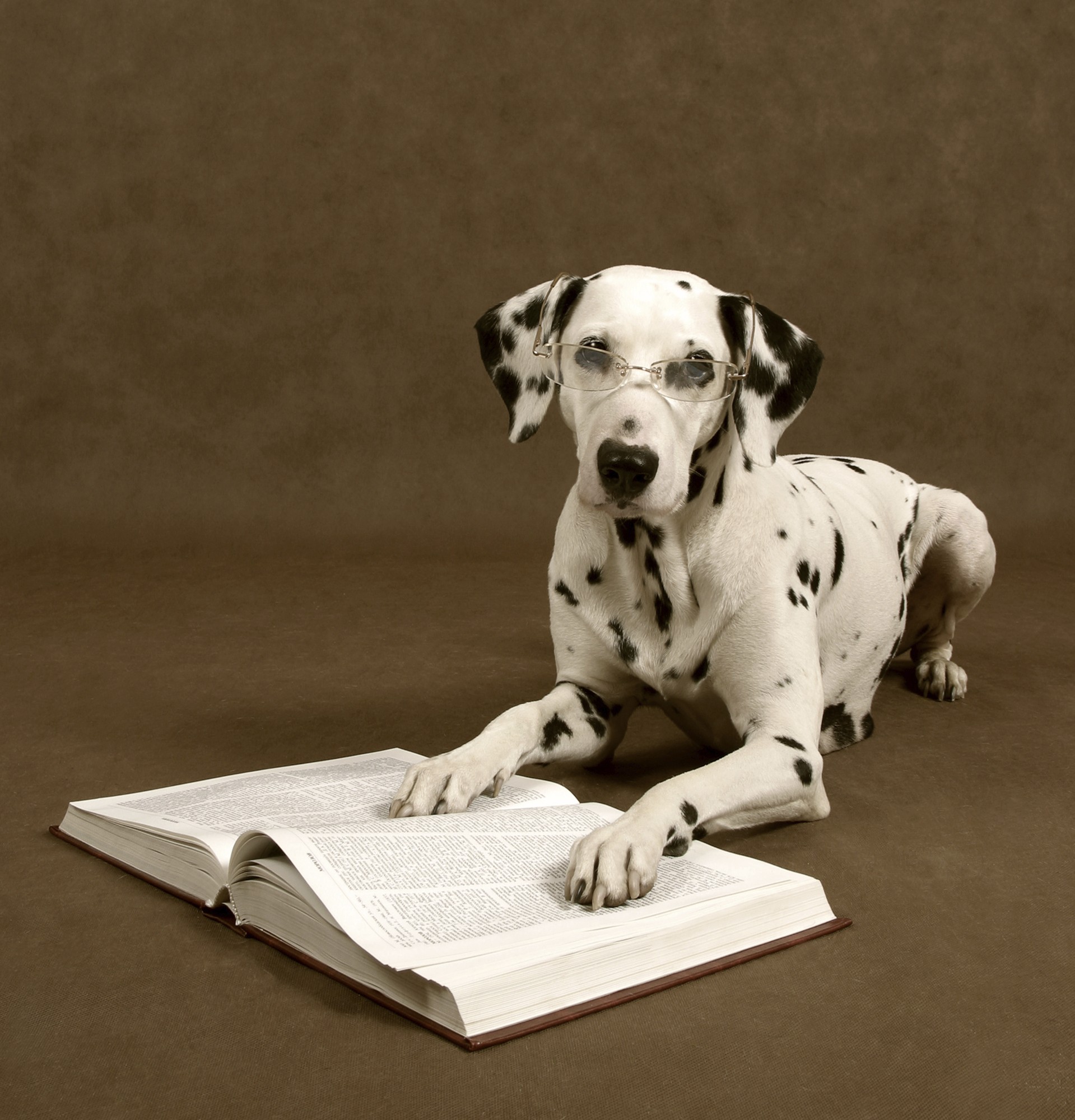 Choosing an Animal Behaviorist | Dog Training Nation