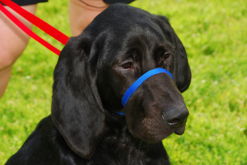 Head Halter Dog Training Nation