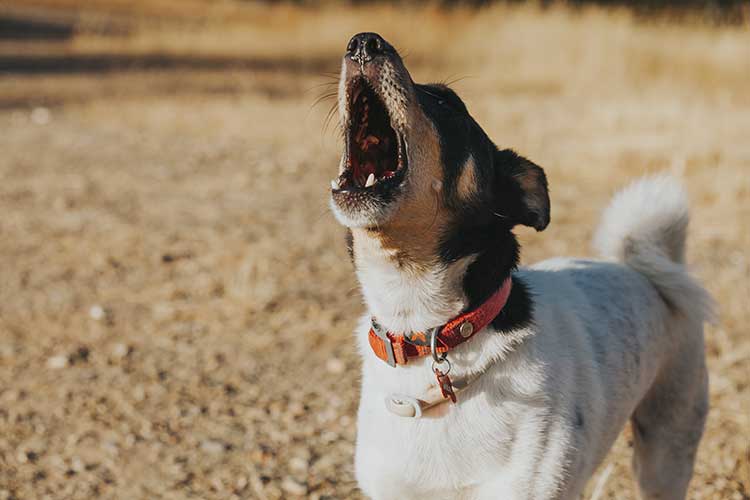 Excessive Dog Barking: How to Stop It 