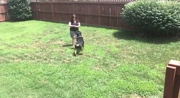 How To Train A Dog Who Ignores You How To Train A Dog Who Ignores You