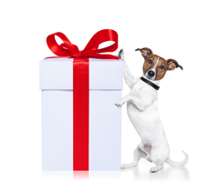 gifts for dog lovers gift giving ideas dog training nation