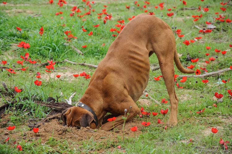 how can you get a dog to stop digging holes