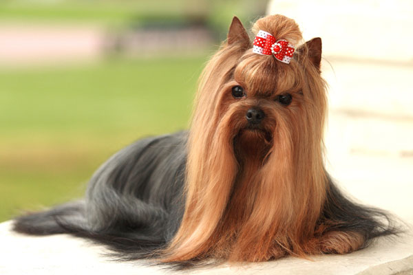 training a yorkshire terrier