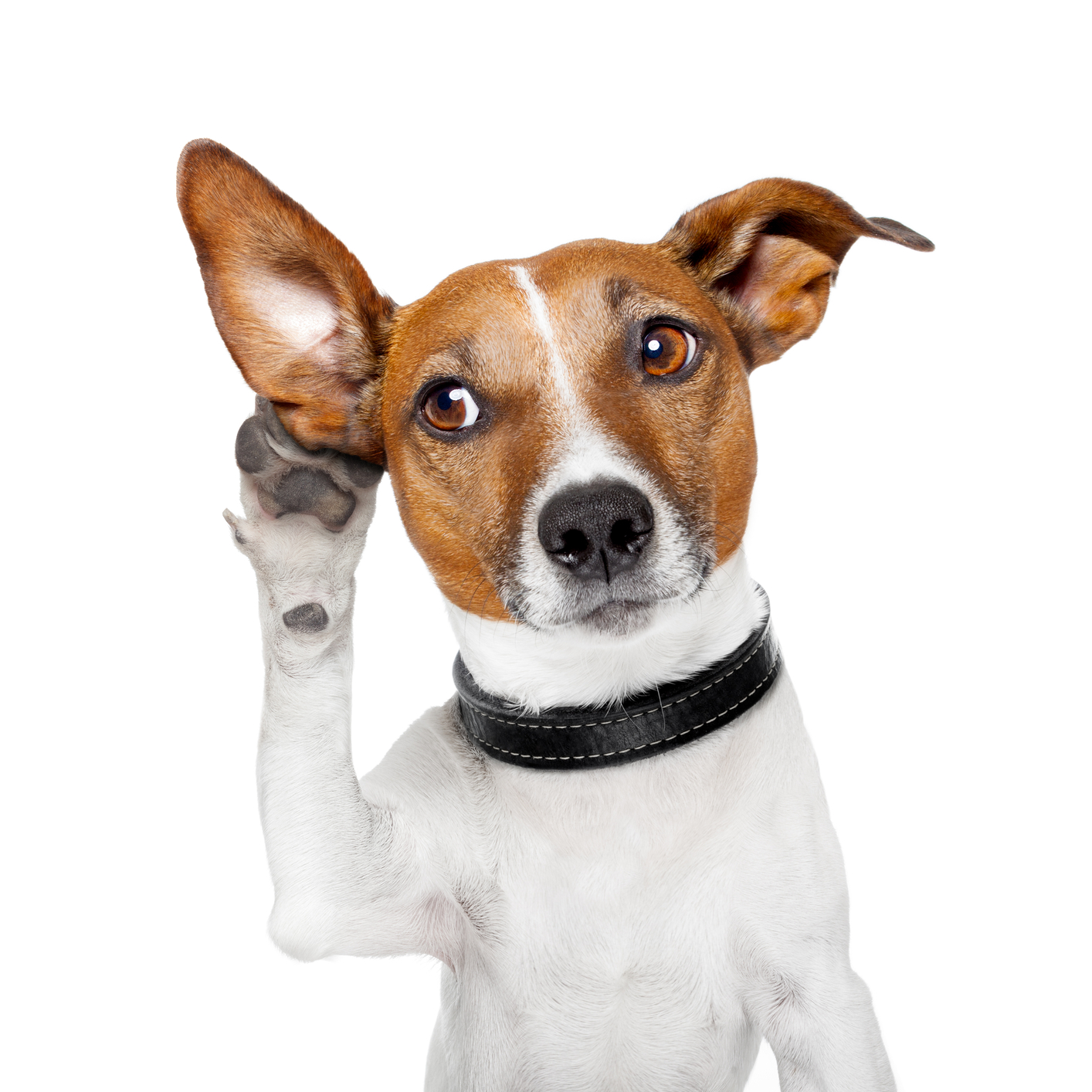Behavior Works Dog Training Behavior Works Dog Training