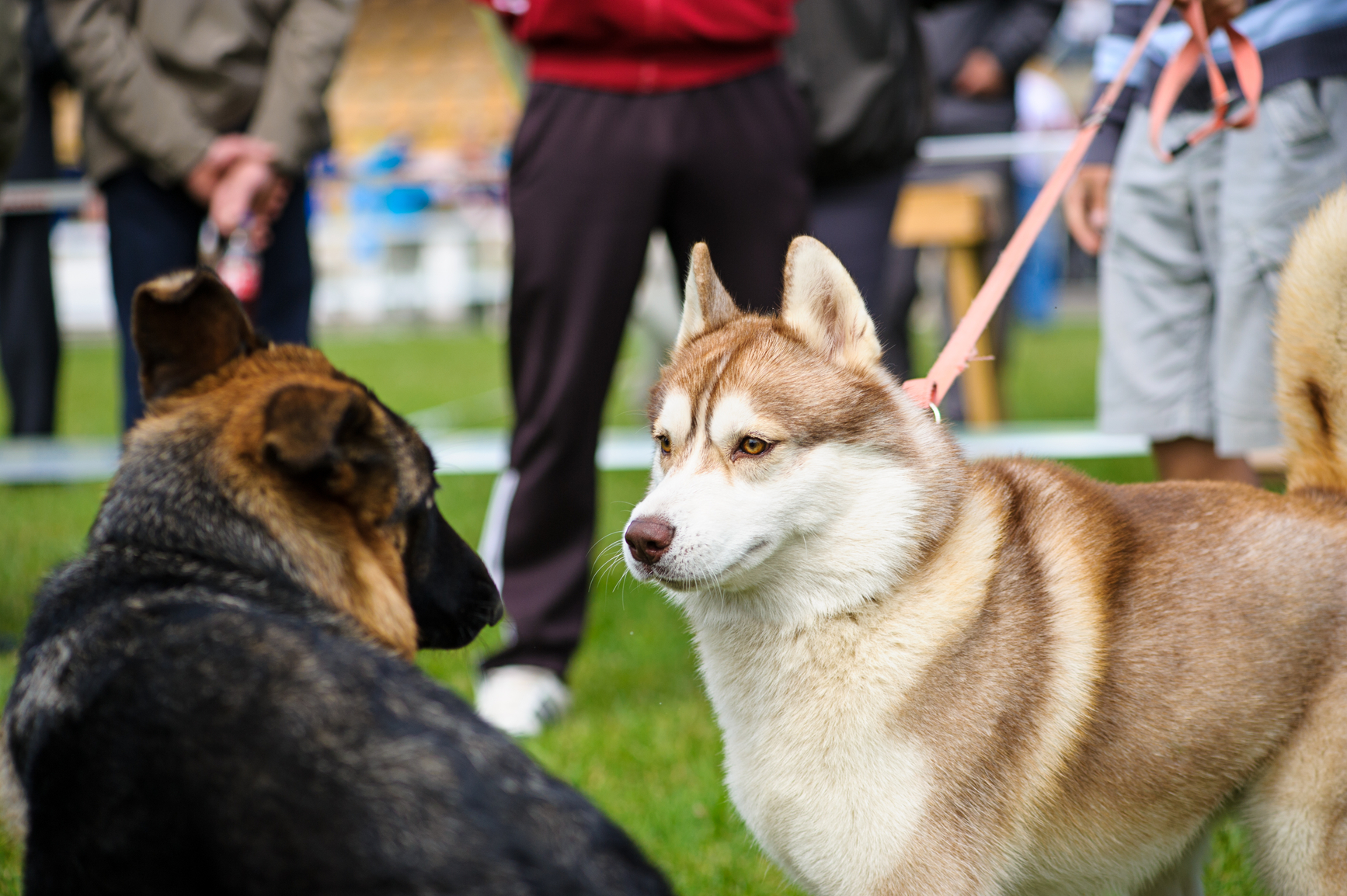 Периоды социализации щенков. Серьезная собака. Как социализировать собаку. Собака нюхает столбик. Социализация щенка.