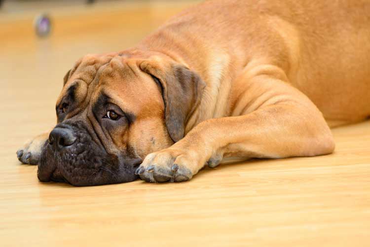 how to relieve stomach gas in dogs