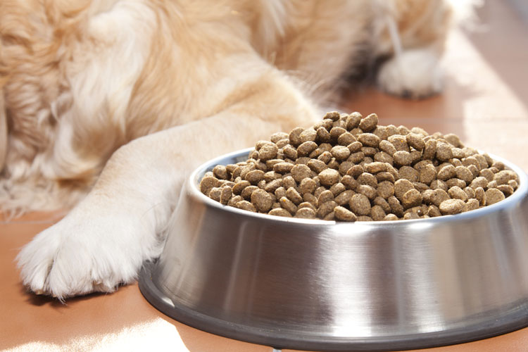 what to feed a picky puppy