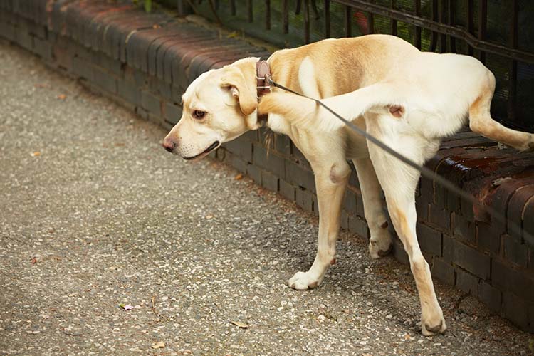 territorial behaviour in dogs