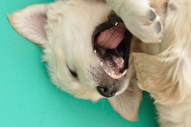 Puppy Teething Dog Training Nation