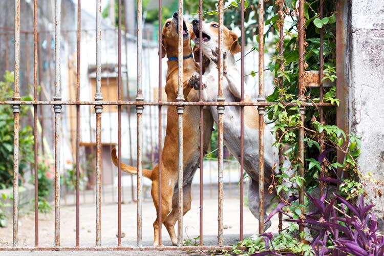 fence aggression dogs