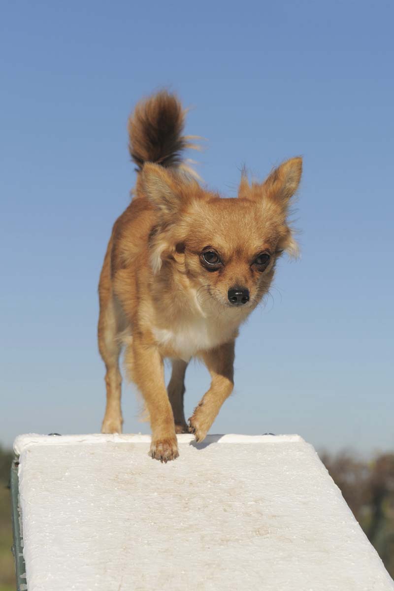 Teach Your Dog How to Use a Ramp Dog Training Nation