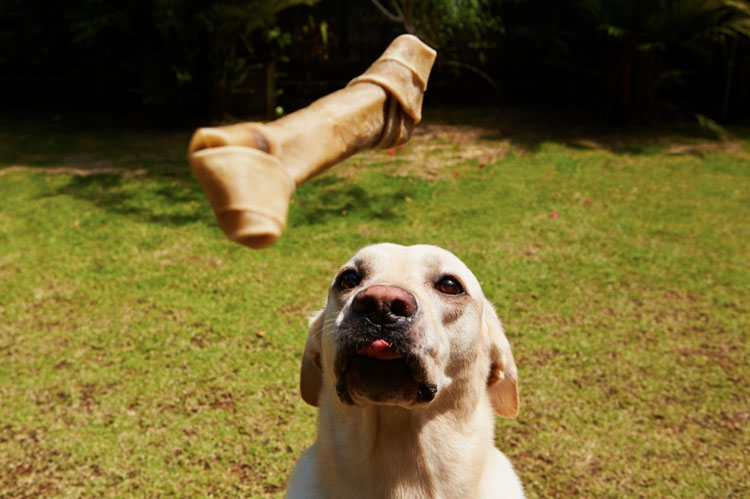 How To Get Your Dogs Focus While Outside How To Get Your Dogs Focus While Outside