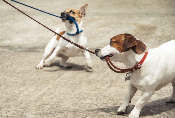 puppy biting on leash