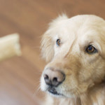 Teaching Older Dog To Walk On Leash Teaching Older Dog To Walk On Leash