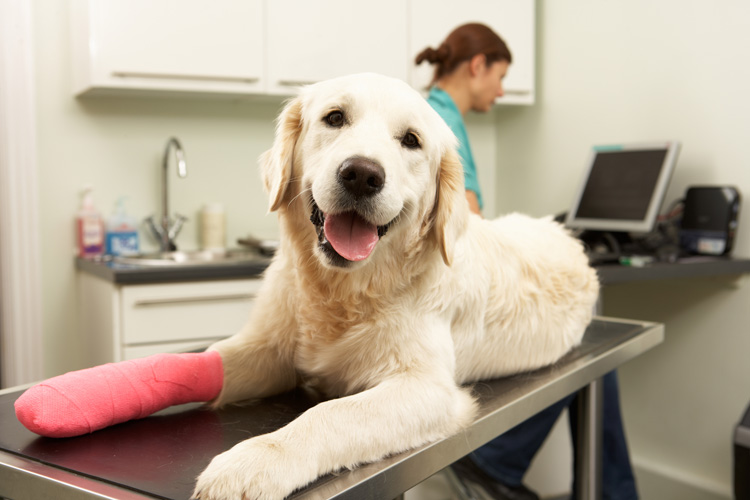 Why You Should Get Pet Insurance Dog Training Nation