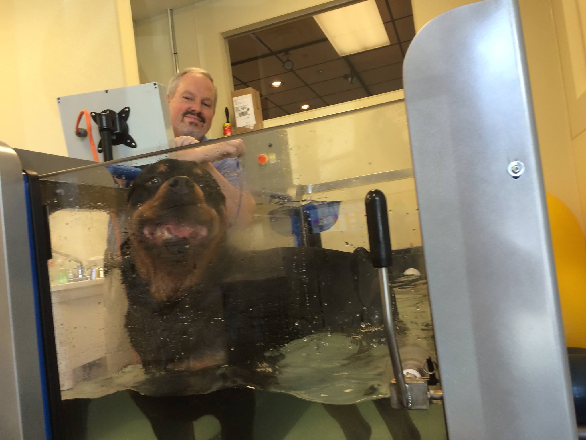Choosing a Canine Rehab Specialist Dog Training Nation