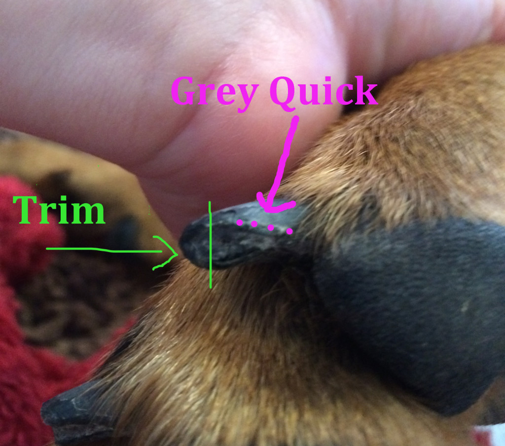 How Much to Trim Off Dog Nails | Dog Training Nation How Much to Trim Off Dog Nails | Dog Training Nation