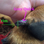 using dremel to trim dog nails