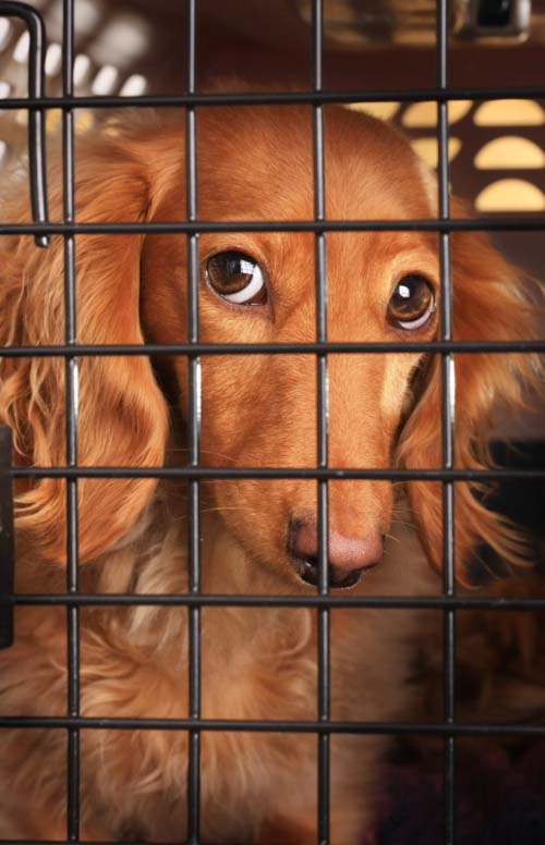 how to stop puppy from barking in crate